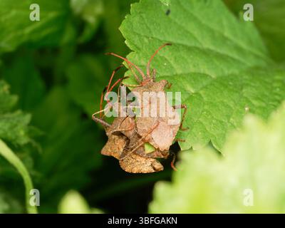Ein Paar kantiger Pflanzenkäfer (Gonocerus acuteangulatus) paart sich auf einem grünen Stamm in Etang de Meudon, Frankreich. Stockfoto