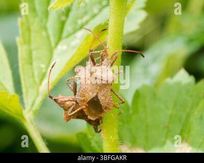 Ein Paar kantiger Pflanzenkäfer (Gonocerus acuteangulatus) paart sich auf einem grünen Stamm in Etang de Meudon, Frankreich. Stockfoto