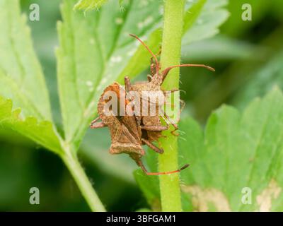 Ein Paar kantiger Pflanzenkäfer (Gonocerus acuteangulatus) paart sich auf einem grünen Stamm in Etang de Meudon, Frankreich. Stockfoto