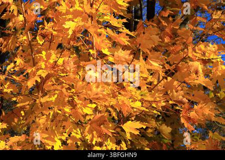 Nahaufnahme mit vielen Herbstblättern. Goldene Farben mit Gelb und Orange. Tolle Natur. Konzept der globalen Erwärmung. Stockholm, Schweden, Skandinavien, Eu Stockfoto