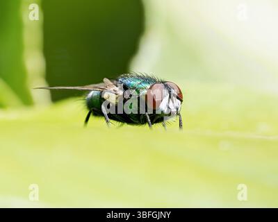 Lucilia spec., metallische grüne Blasfliege auf Blatt, Calliphoridae Diptera, Paysan Urbain, Lyon, Frankreich. Stockfoto