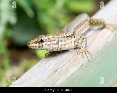 Podarcis muralis, gemeine Wandeidechse, die sich in der Sonne auf Holz sonnt, Paysan Urbain, Lyon, Frankreich. Stockfoto
