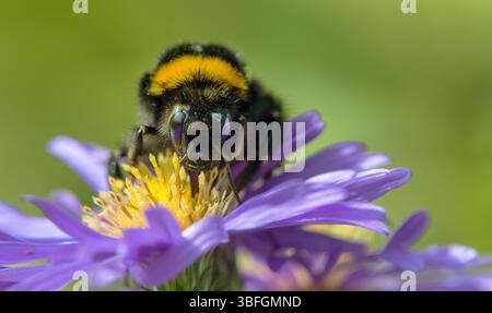Weißschwanzhummel in lateinischem Bombus lucorum, auf der blauen Blume sitzend Stockfoto
