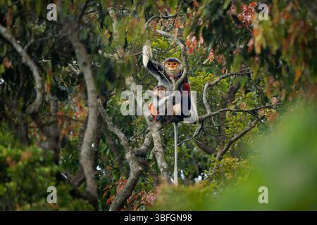 Red-Shanked Douc langur - Pygathrix nemaeus Mutter mit Baby im Baldachin, Baumkronen- und tageszeitlicher Alte-Welt-Affe endemisch in Laos, Vietnam und Kambodscha, f Stockfoto