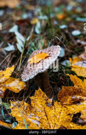Pilze wachsen zwischen herabfallenden Herbstblättern mit einem gelben Blatt, das auf der Kappe aufliegt. Waldbodenleben, Pilzökosystem, natürlicher Verfall, saisonabhängig Stockfoto