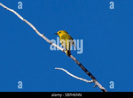 Ein hübscher gelber Vogel, der auf einem dünnen Zweig eines Baumes vor einem tiefblauen, wolkenlosen Himmel thront. Stockfoto