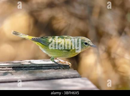 Auf einer Holzplattform im Uferreservat Gilbert Water Ranch in Arizona könnt ihr einen mit Orange gekrönten Gruselvogel verpassen. Stockfoto