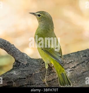 Details und Färbungen aus orangefarbenen Vogelfedern wurden aus nächster Nähe im Uferschutzgebiet Gilbert Water Ranch, Arizona, beobachtet. Stockfoto