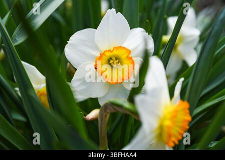 Mehrere Blume Record Narzissen wurden aus verschiedenen Nahwinkeln aufgenommen. Helles Sonnenlicht verstärkt die lebendigen Farben und Blütenblätter. Stockfoto