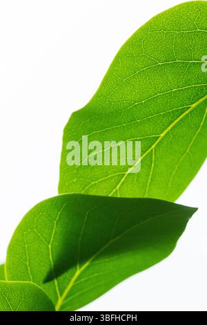 Frische grüne Blätter auf weißem Hintergrund. Minimalistische Blattzusammensetzung mit klarem natürlichem Licht. Stockfoto