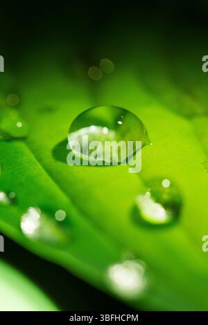 Wassertropfen auf grünem Blatt in der Makroansicht. Kristallklarer Tropfen auf Blattblatt. Stockfoto