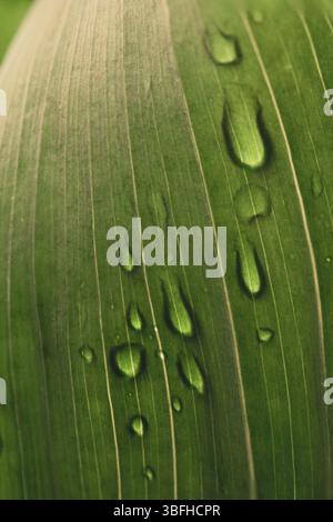 Wassertropfen auf einem grünen Blatt mit strukturierten Adern. Nahaufnahme von frischen Regentropfen auf Maisblättern. Stockfoto