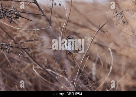 Ein gewöhnlicher Spatzen, der im Gras isst und nistet Stockfoto