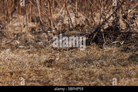 Ein gewöhnlicher Spatzen, der im Gras isst und nistet Stockfoto