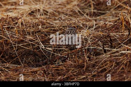 Ein gewöhnlicher Spatzen, der im Gras isst und nistet Stockfoto