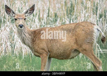 Schwangere Mule Deer, Rocky Mountain Arsenal Wildlife Preserve Stockfoto
