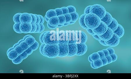 Kytococcus sedentarius ist das Haupteibakterium, das eine Fußinfektion verursacht, die Keratolyse genannt wird. 3D-Abbildung Stockfoto