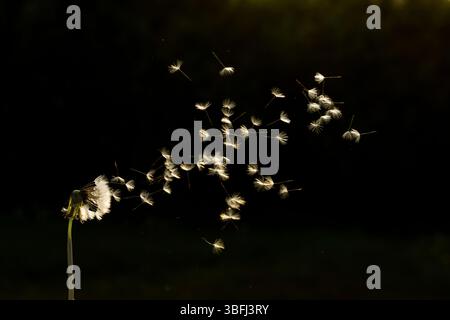 Löwenzahn Taraxacum spp Saatkopf mit Samen, die sich im Wind verteilen, Suffolk, England, Mai Stockfoto