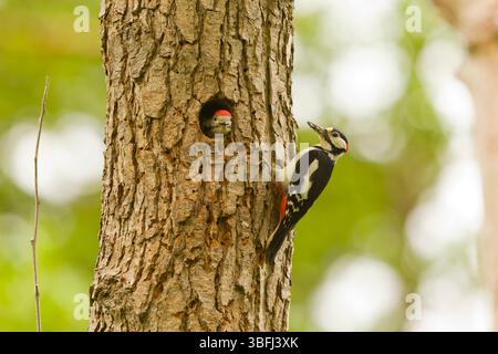 Großspecht Dendrocopos Major, erwachsener Männchen mit Futter im Schnabel für Jungtiere am Nestloch, Suffolk, England, Mai Stockfoto