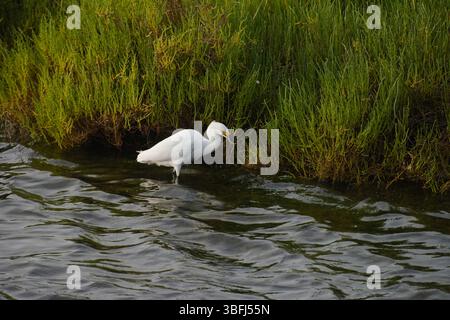 Einzelner weißer Reiher in Feuchtgebieten mit einem aalartigen Fisch im Mund, flaches Wasser vor dem Pazifik in Huntington Beah CA, voller Details, Muster. Stockfoto
