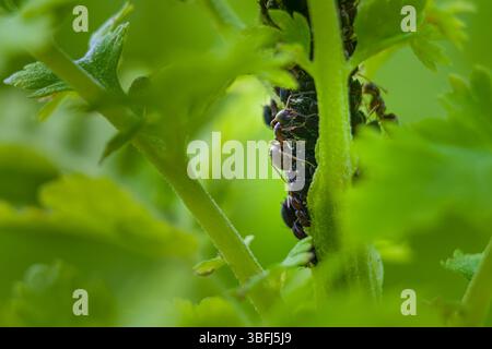 Blattlausbefall. Makroaufnahme von Ameisen, die zu Blattläusen neigen. Stockfoto