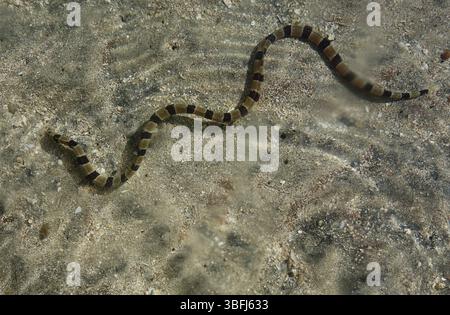 Banded Snake Ael (Myrichthys colubrinus), der sich als Colubrinide-Seeschlange ausgibt, Tetepare, Westprovinz, Salomonen Stockfoto