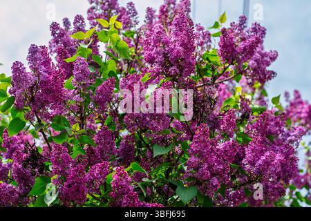 Ein lebhafter lila Busch voller lila Blüten und grüner Blätter unter einem klaren blauen Himmel im Frühling. Stockfoto