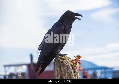 Große Raben auf Dächern und Stangen im Icy Straight Point an der Küste Alaskas Stockfoto