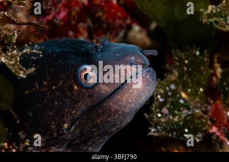 Nahaufnahme einer mediterranen Muräne, Muraena helena, Cadaques, Cap de Creus, Katalonien, Spanien Stockfoto