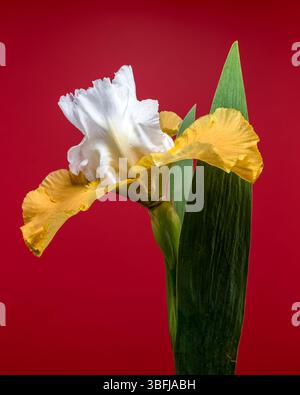 Eine Nahaufnahme einer atemberaubenden weißen und gelben Iris mit zarten Blütenblättern vor einem leuchtend roten Hintergrund Stockfoto