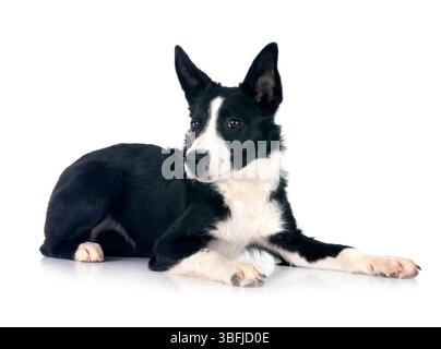 Welpen Border Collie vor weißem Hintergrund Stockfoto