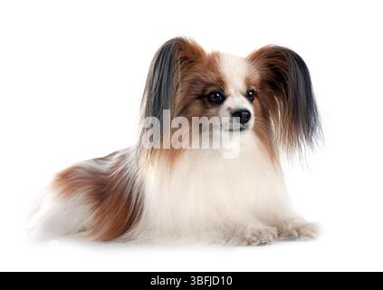 Papillon Hund vor weißem Hintergrund Stockfoto