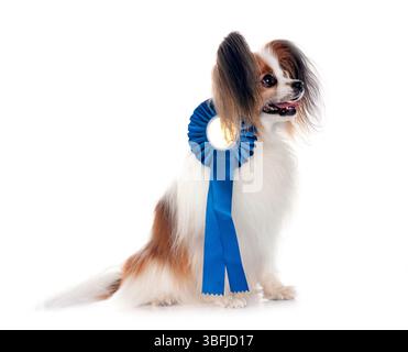 Papillon Hund vor weißem Hintergrund Stockfoto