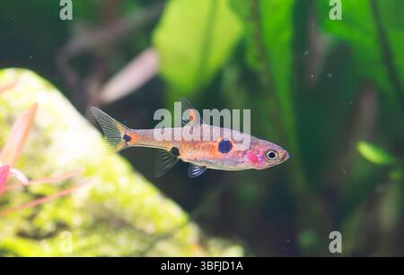 Boraras maculatus vor Aquarienhintergrund Stockfoto