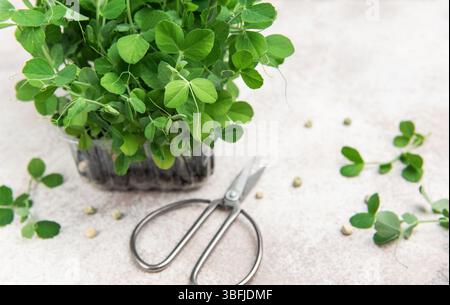 Mikrogrün aus Erbsen, die in Kunststoffbehältern und Scheren geerntet werden können Stockfoto