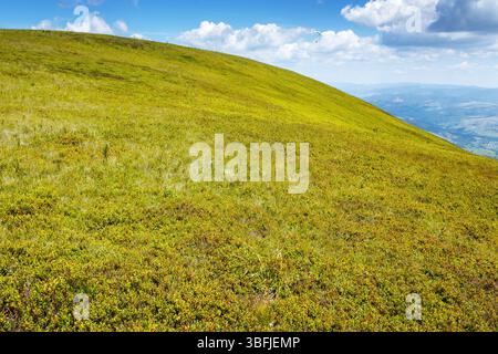 Grüne Hänge des Borzhava-Berges im Sommer. Malerische Landschaft der karpaten an einem sonnigen Tag Stockfoto