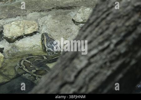Netzpython hinter einem Baum. Reptilien Reptilien in der Natur. Gefährliche giftige Tiere. Stockfoto