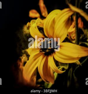 Eine atemberaubende Nahaufnahme einer lebendigen, schmalblättrigen Sonnenblume mit satten gelben Blütenblättern, die vor einem dunklen Hintergrund für dramatische Effekte steht Stockfoto