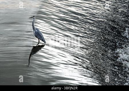 Grauer Reiher, der im rauschenden Wasser steht und über ein Wehr stürzt Stockfoto