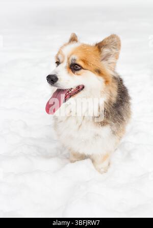 Porträt eines walisischen Corgi-Hundes im Schnee Stockfoto