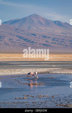 Flamingos füttern im Parque Laguna Chaxa mit Berg im Hinterland Stockfoto