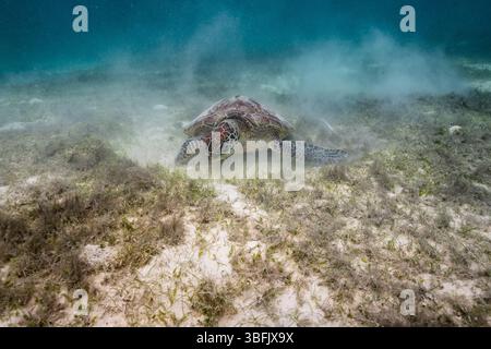 Grüne Meeresschildkröte auf der Suche in einer flachen Lagune in Raja Ampat Stockfoto