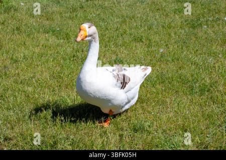 Nahaufnahme einer weißen Gans auf einem grünen Grasfeld. Hausvogel. Stockfoto