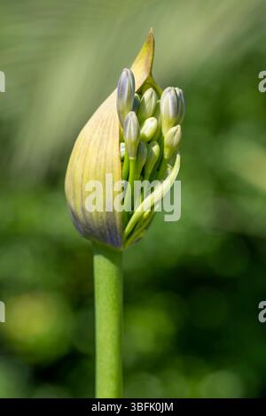 Nahaufnahme einer Agapanthus-Blume, die vor einem verschwommenen grünen Hintergrund blüht Stockfoto
