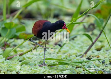 Ein Wattled Jacana, Jacana Jacana, spazieren auf Wasserhyazinthe im Yasuni Nationalpark, Amazonasbecken, Ecuador. Stockfoto
