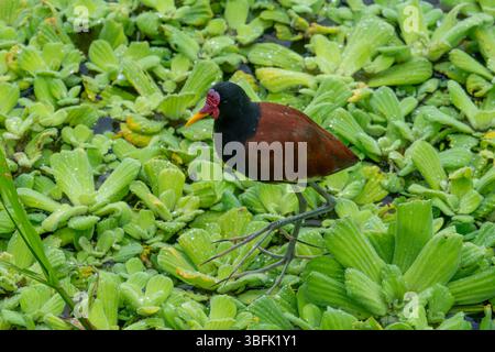 Ein Wattled Jacana, Jacana Jacana, spazieren auf Wasserhyazinthe im Yasuni Nationalpark, Amazonasbecken, Ecuador. Stockfoto