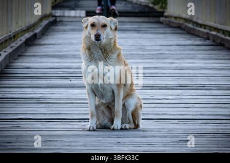 Ein ruhiger streunender Hund sitzt abends noch auf einer hölzernen Fußgängerbrücke und blickt direkt in die Kamera Stockfoto