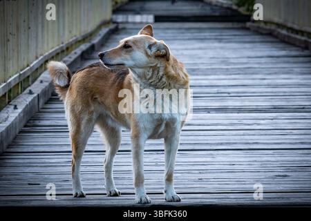 Ein brauner und weißer Hund hält mitten auf einem langen Holzsteg inne und blickt mit wachsamen Ohren zur Seite Stockfoto