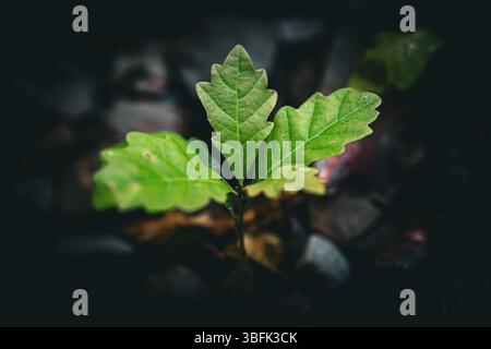 Kleiner Eichenbaum, der durch den Waldboden ragt. Jungwuchs mit leuchtend grünen Blättern in natürlicher Umgebung Stockfoto