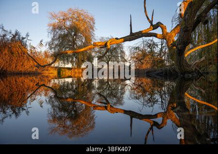 Reflexion von umgefallenen Ast- und Weidenbäumen. Stockfoto